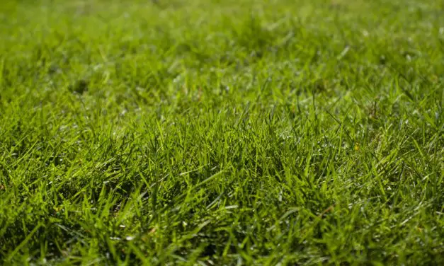 Jak zadbać o trawnik na wiosnę?