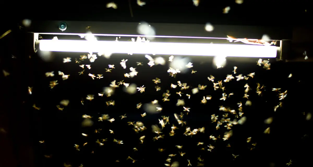 Jaką lampę owadobójczą wybrać w 2022 – Nasze Opinie oraz Ranking