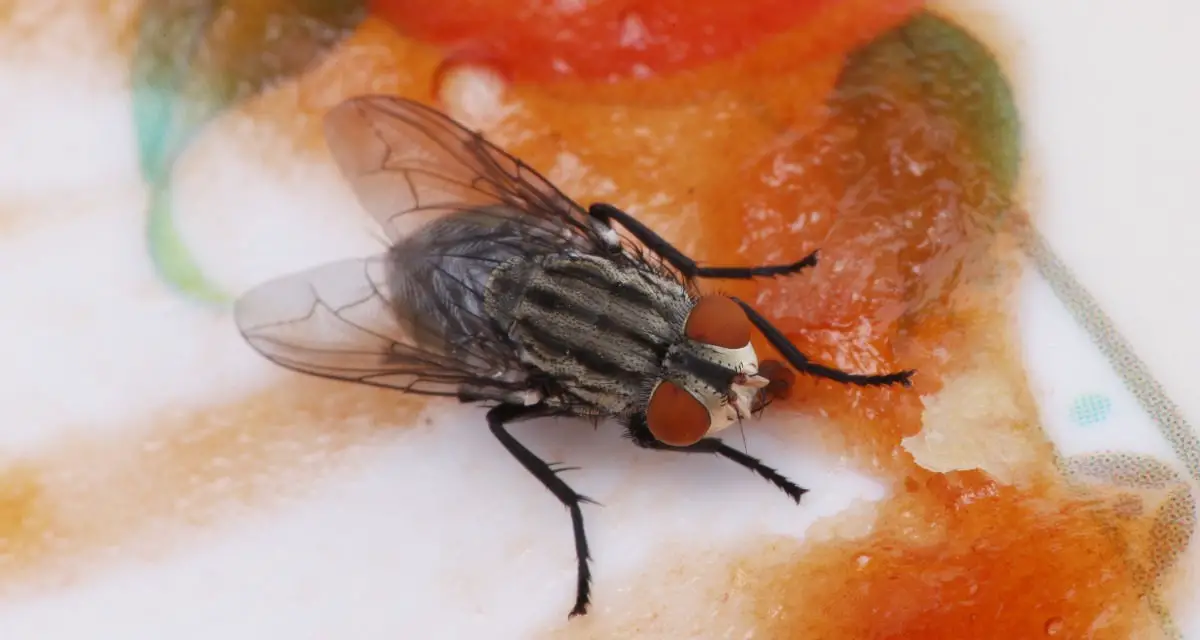 Jak pozbyć się much i latających owadów z domu?