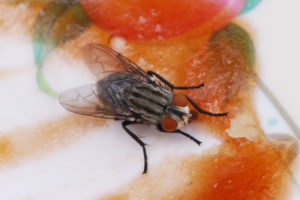 Jak pozbyć się much i latających owadów z domu?