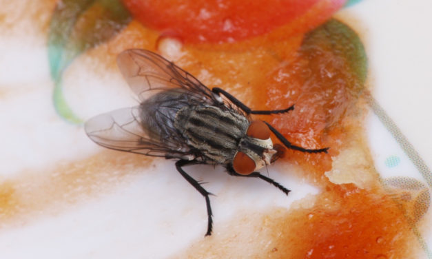 Jak pozbyć się much i latających owadów z domu?
