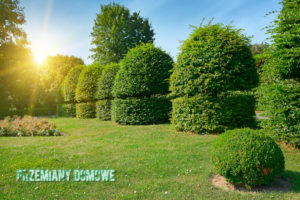 nożyce do żywopłotu elektryczne opinie